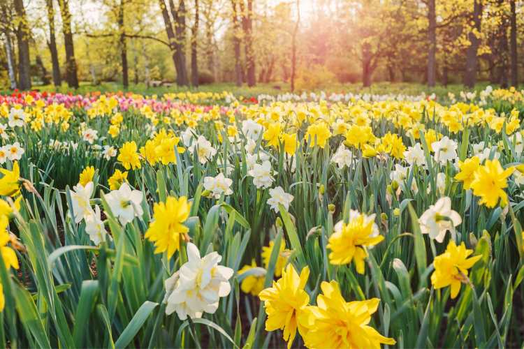 Ohio Arboretums in Spring - Cutler Real Estate
