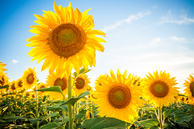 Sunflower Fields 2022 - Explore Ohio - Cutler Real Estate